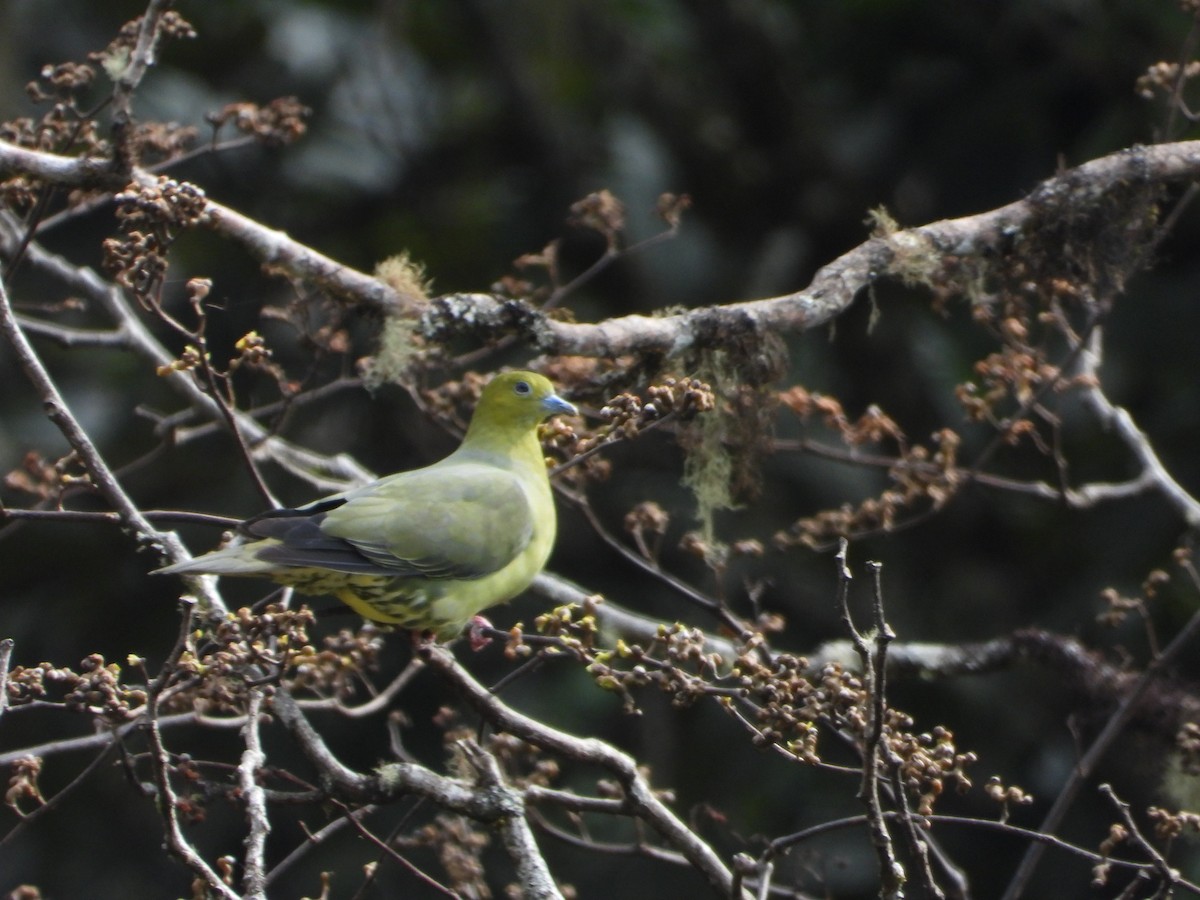 Wedge-tailed Green-Pigeon - ML614481701