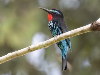  - Black Bee-eater