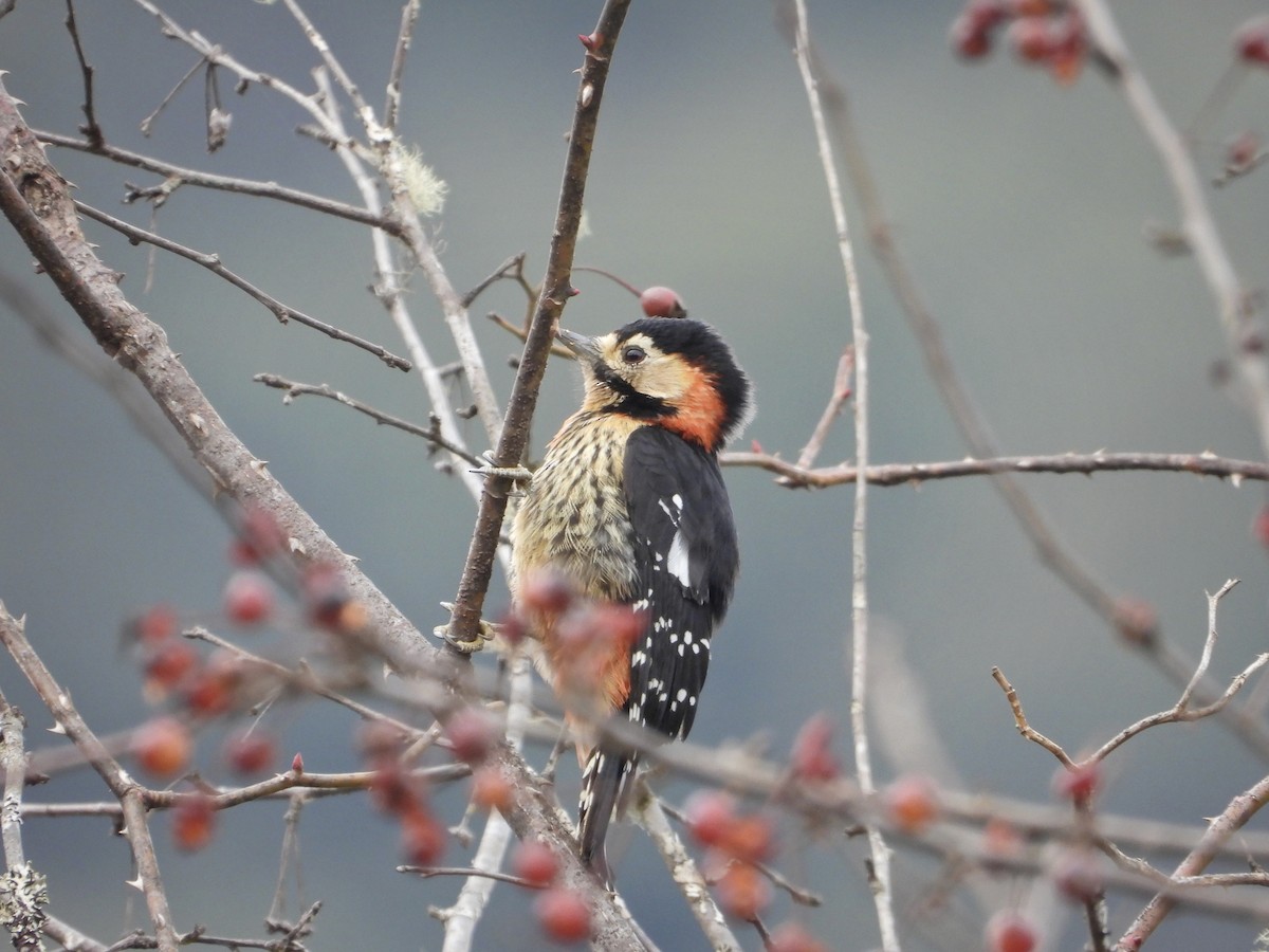 Crimson-naped Woodpecker - ML614481718