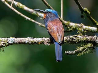  - Blue-headed Bee-eater