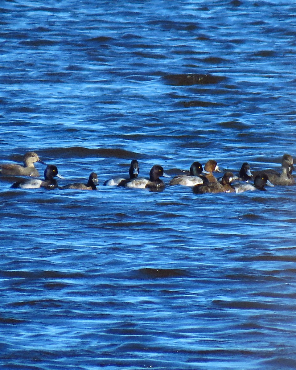 Greater/Lesser Scaup - ML614481852