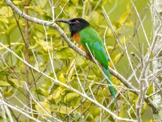  - Black-headed Bee-eater