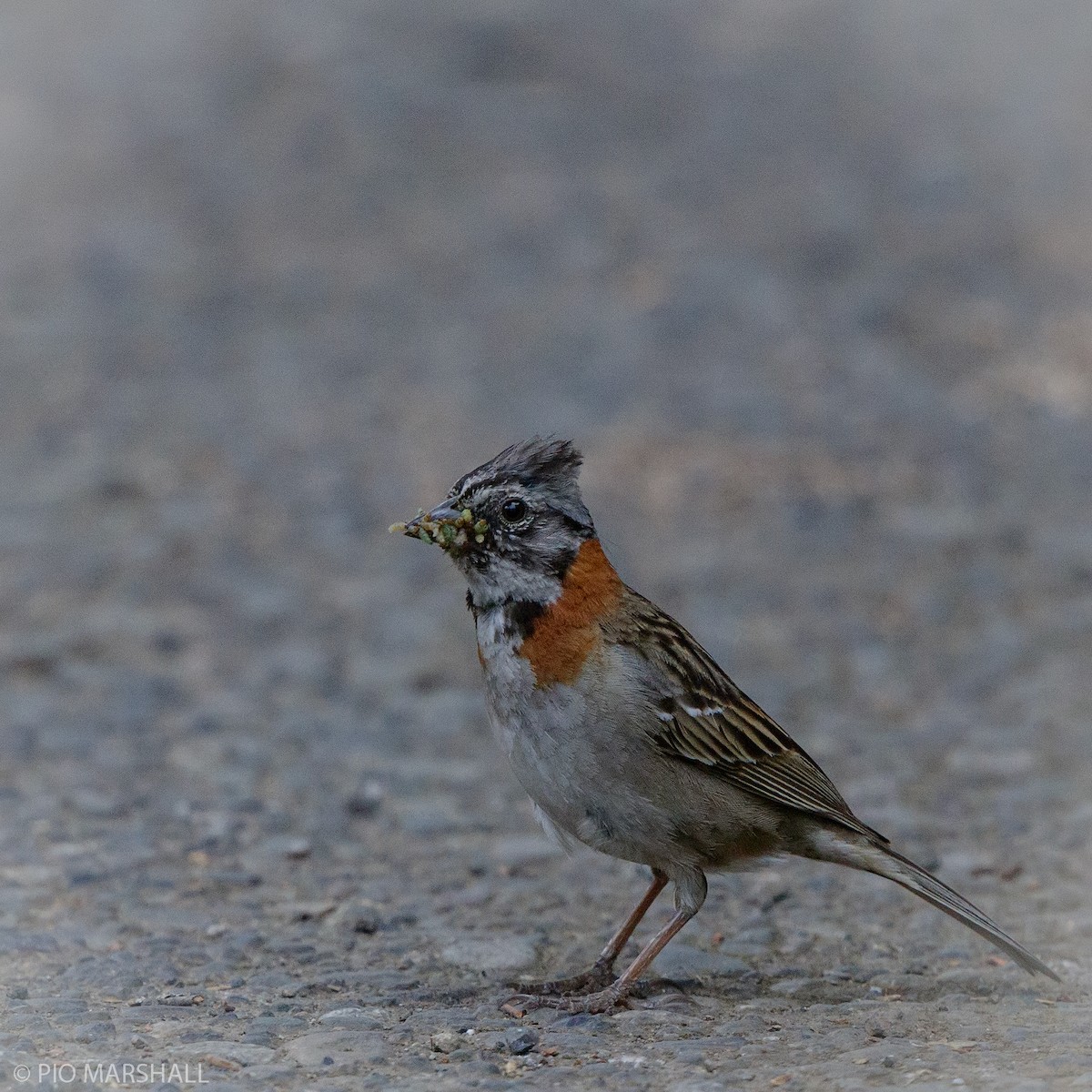 Rufous-collared Sparrow - ML614481933