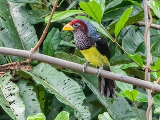  - Yellow-billed Barbet (Western)