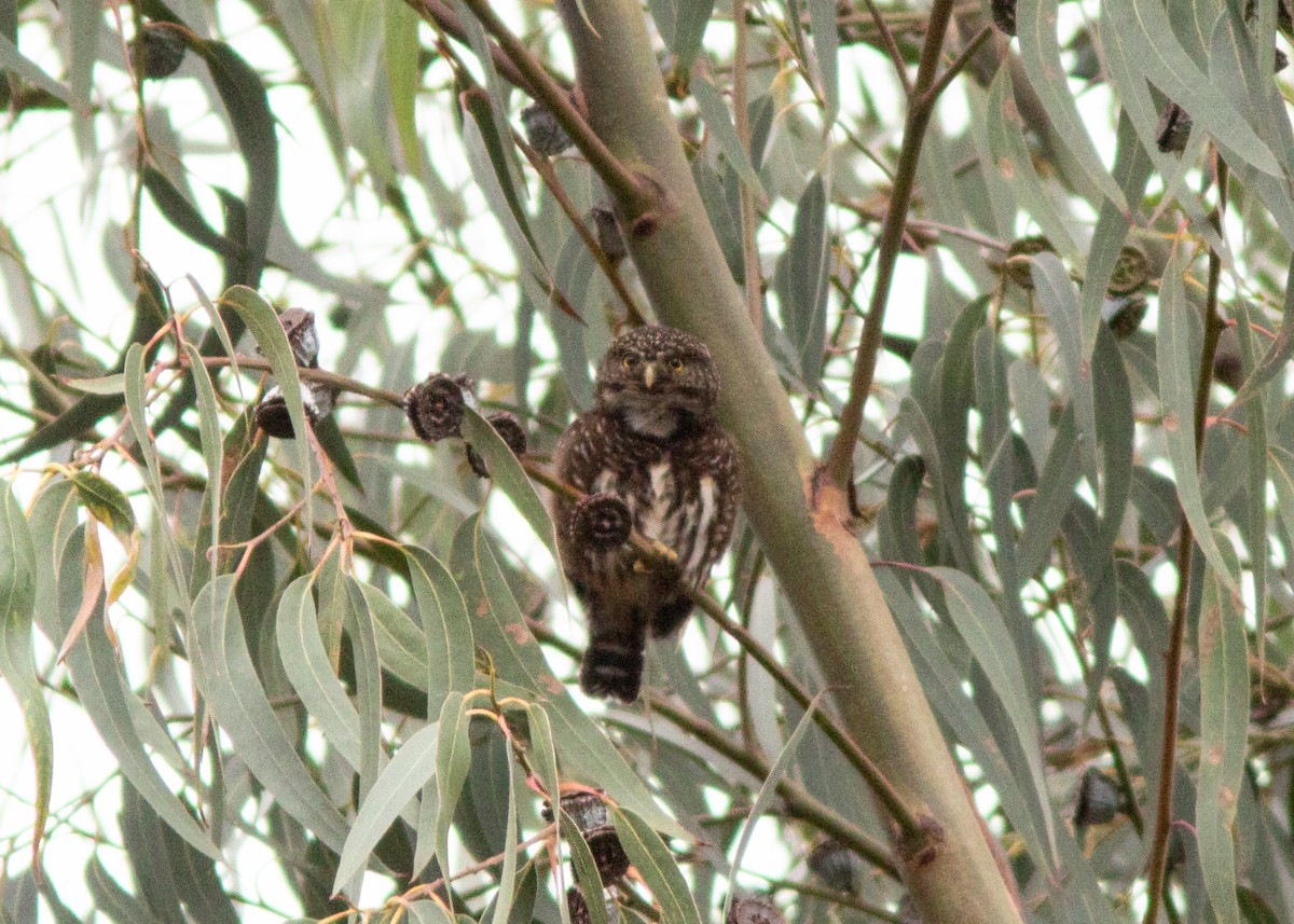 Yungas Pygmy-Owl - ML614482044
