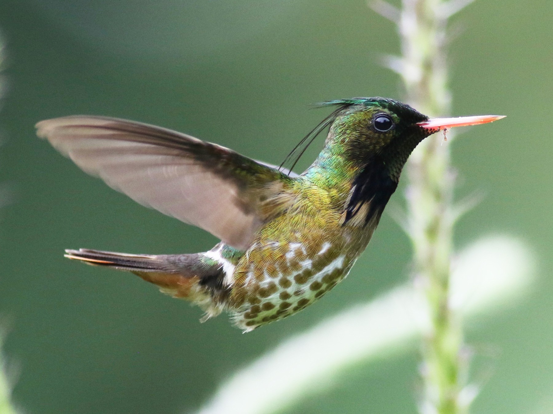 Black-crested Coquette - Theo Staengl
