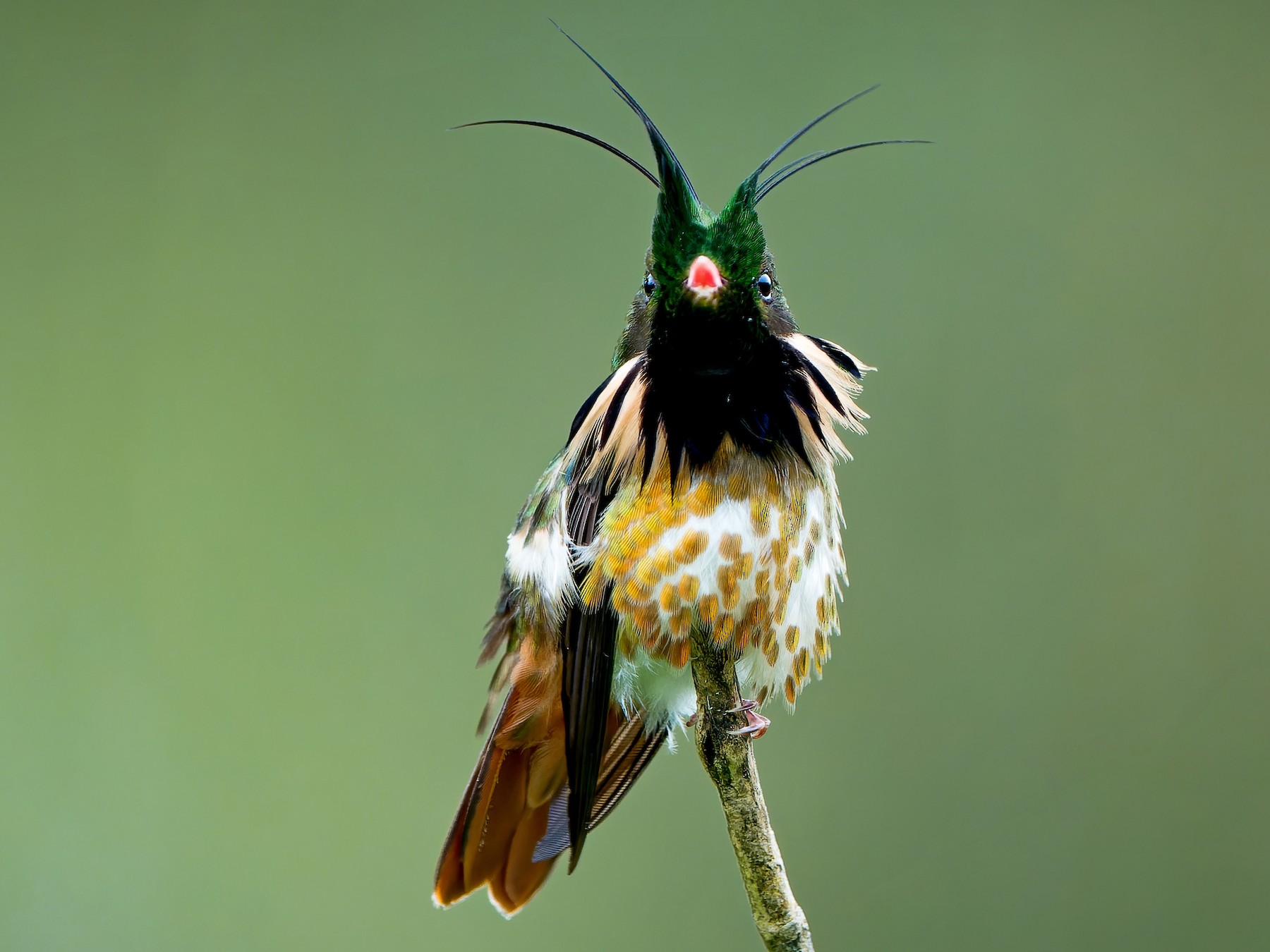 Black-crested Coquette - Tyler Wenzel