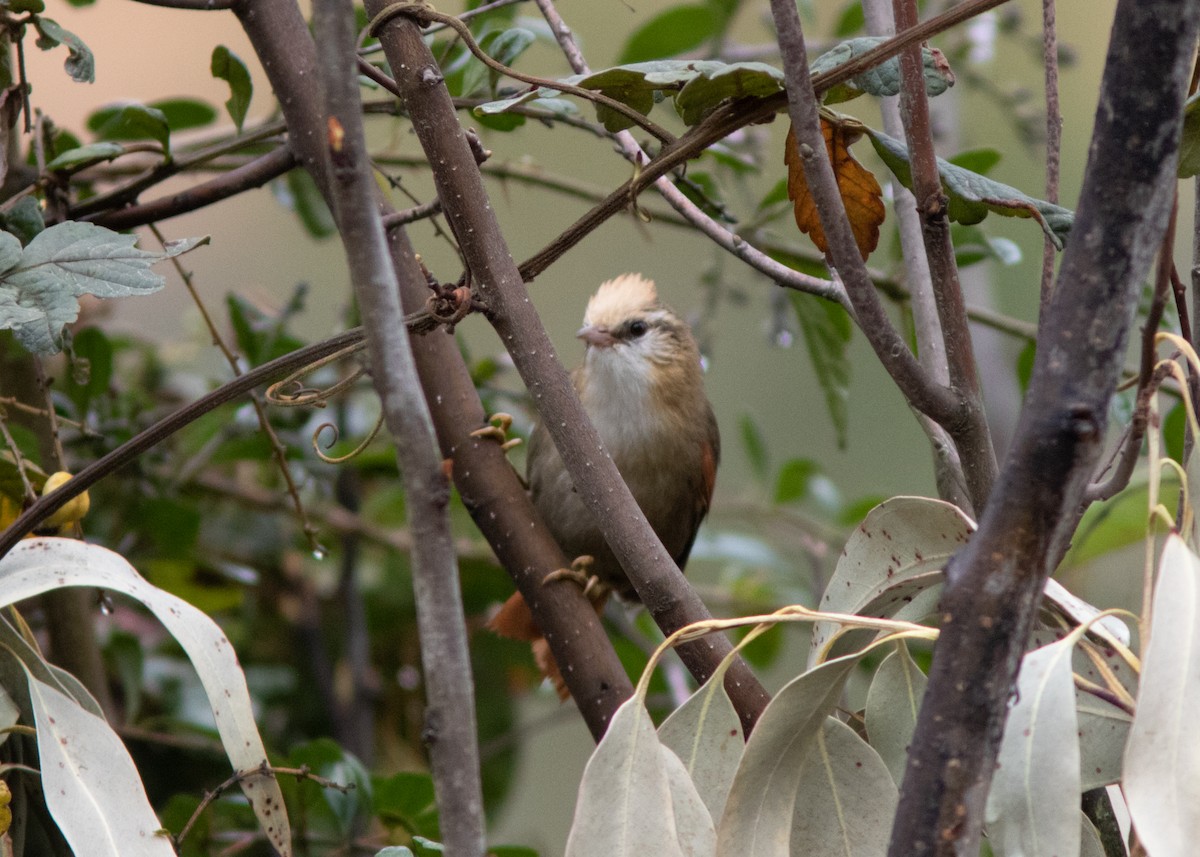 Creamy-crested Spinetail - ML614482052