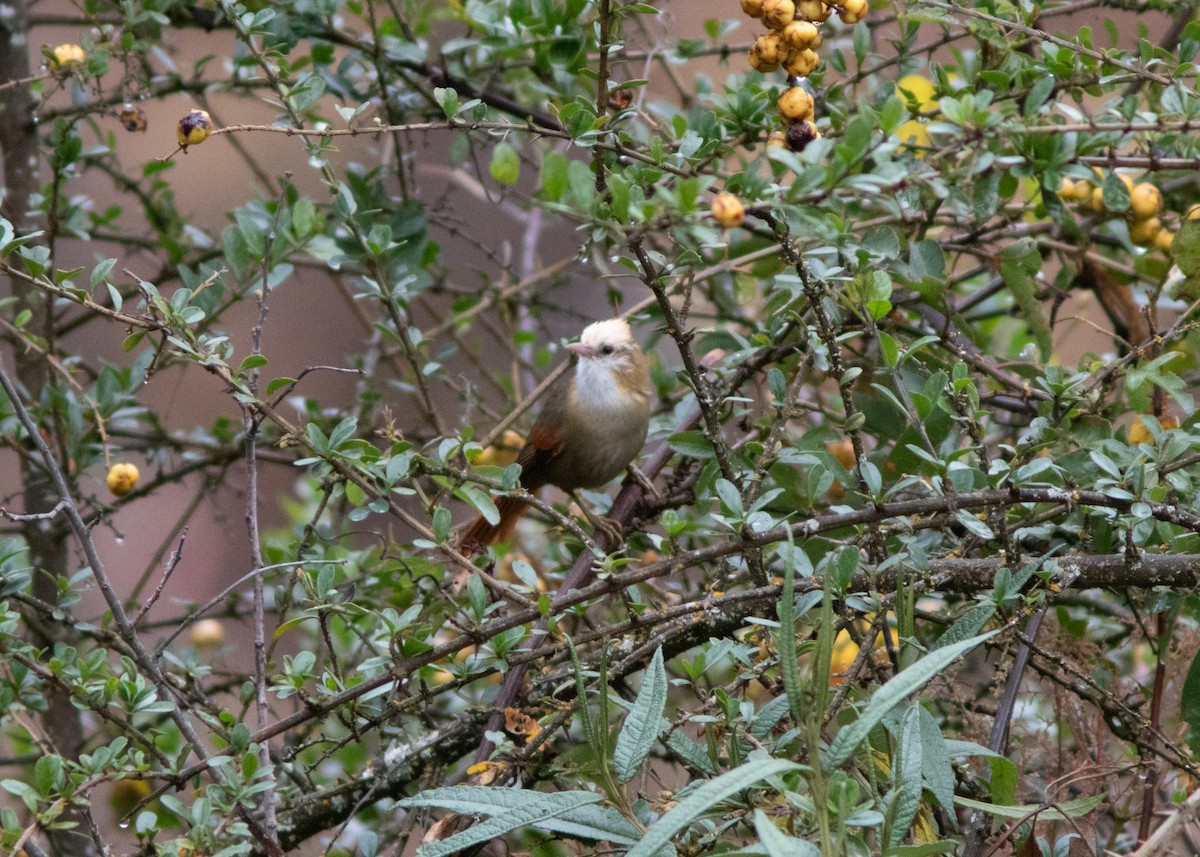 Creamy-crested Spinetail - ML614482053