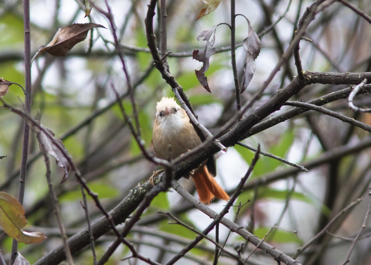 Creamy-crested Spinetail - ML614482054
