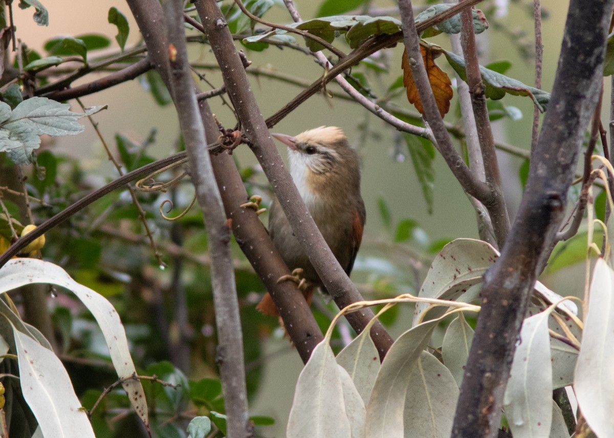 Creamy-crested Spinetail - ML614482055