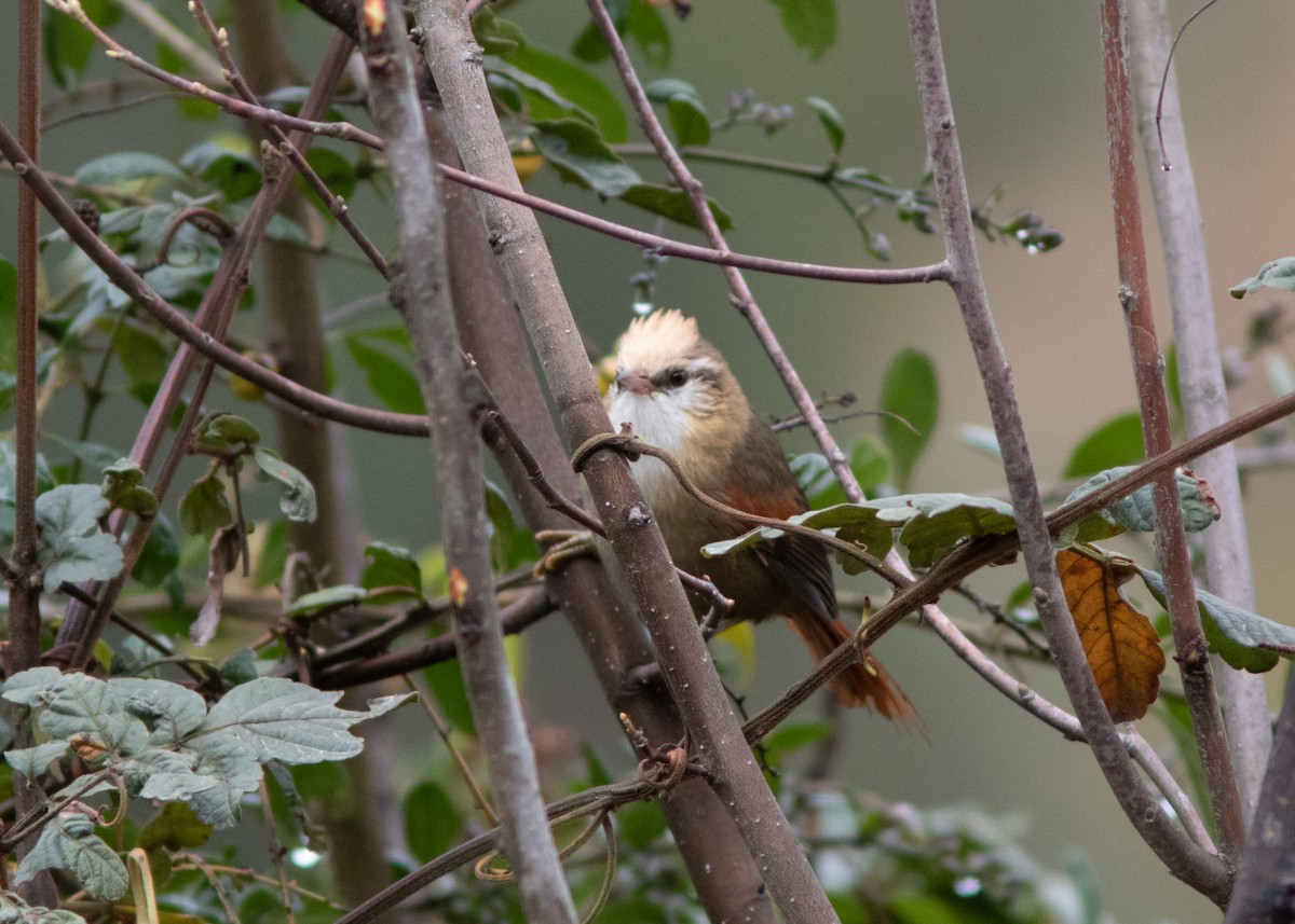 Creamy-crested Spinetail - ML614482056