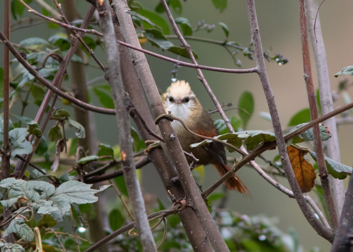 Creamy-crested Spinetail - ML614482057