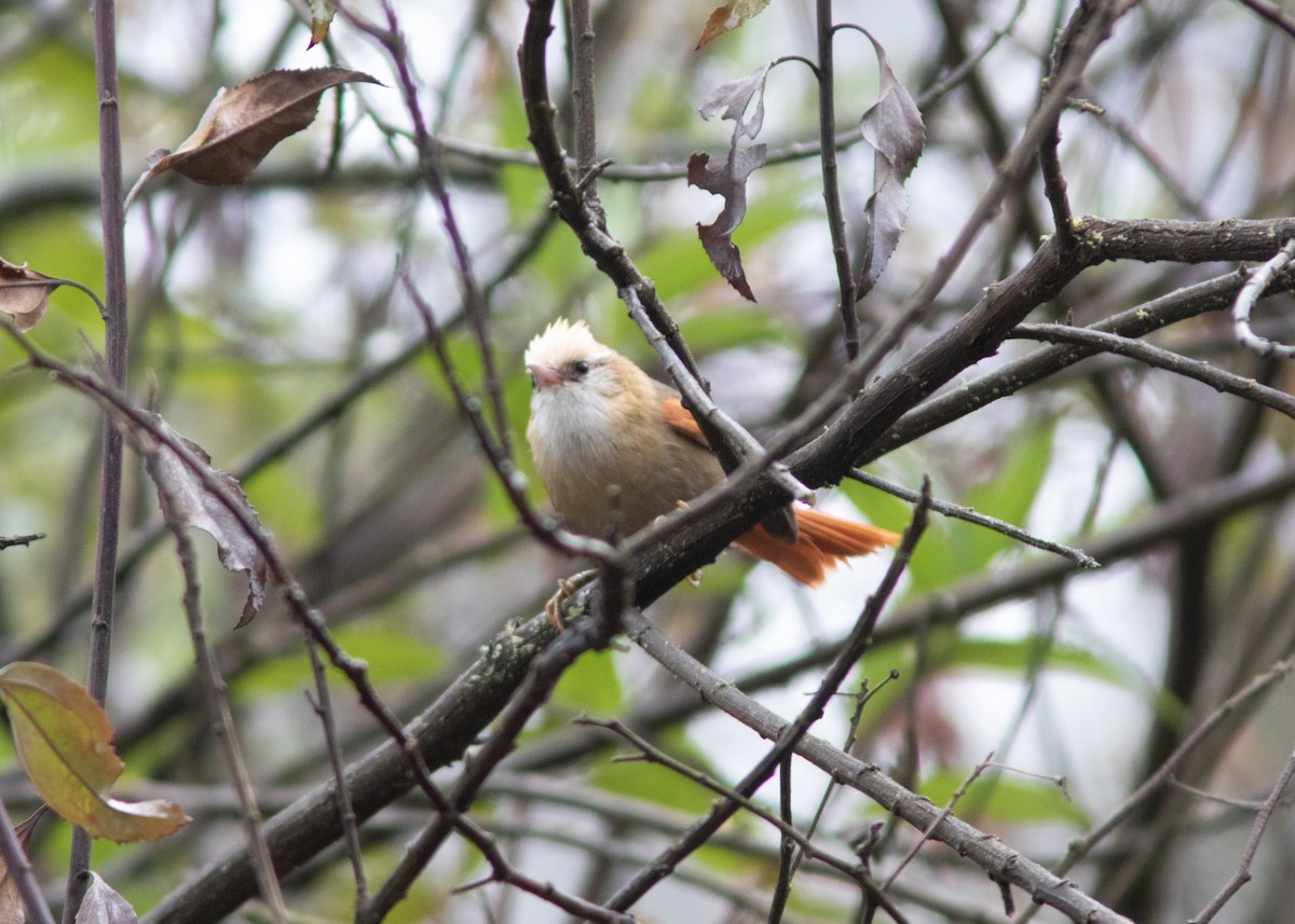 Creamy-crested Spinetail - ML614482058