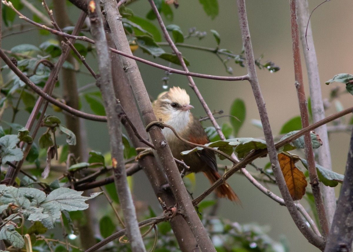 Creamy-crested Spinetail - Silvia Faustino Linhares