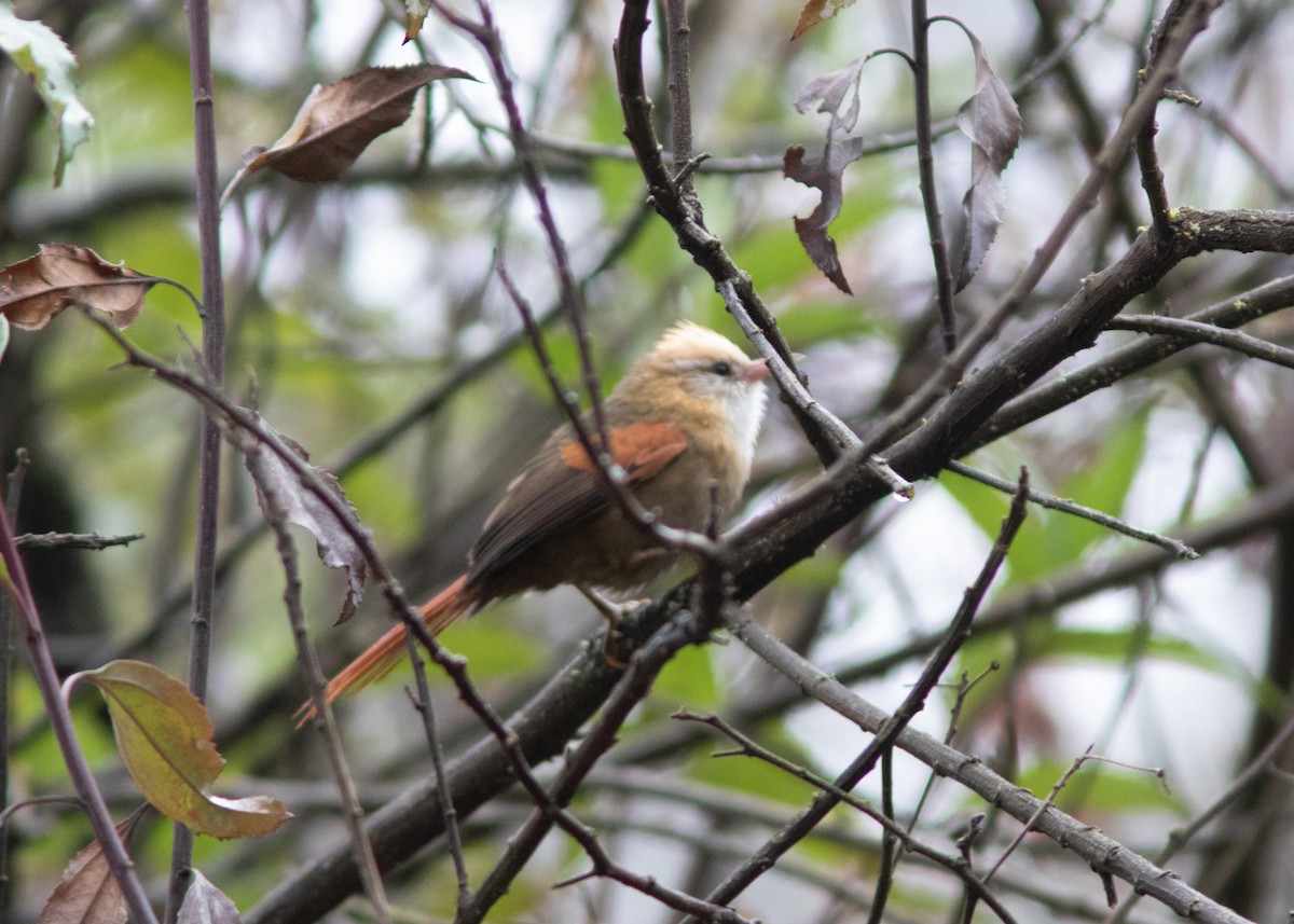 Creamy-crested Spinetail - Silvia Faustino Linhares