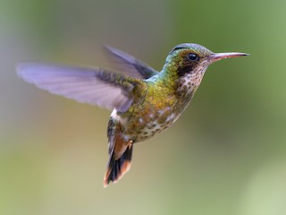 クロツノユウジョハチドリ - eBird