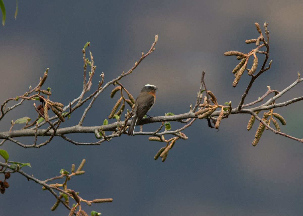 Rufous-breasted Chat-Tyrant - ML614482077