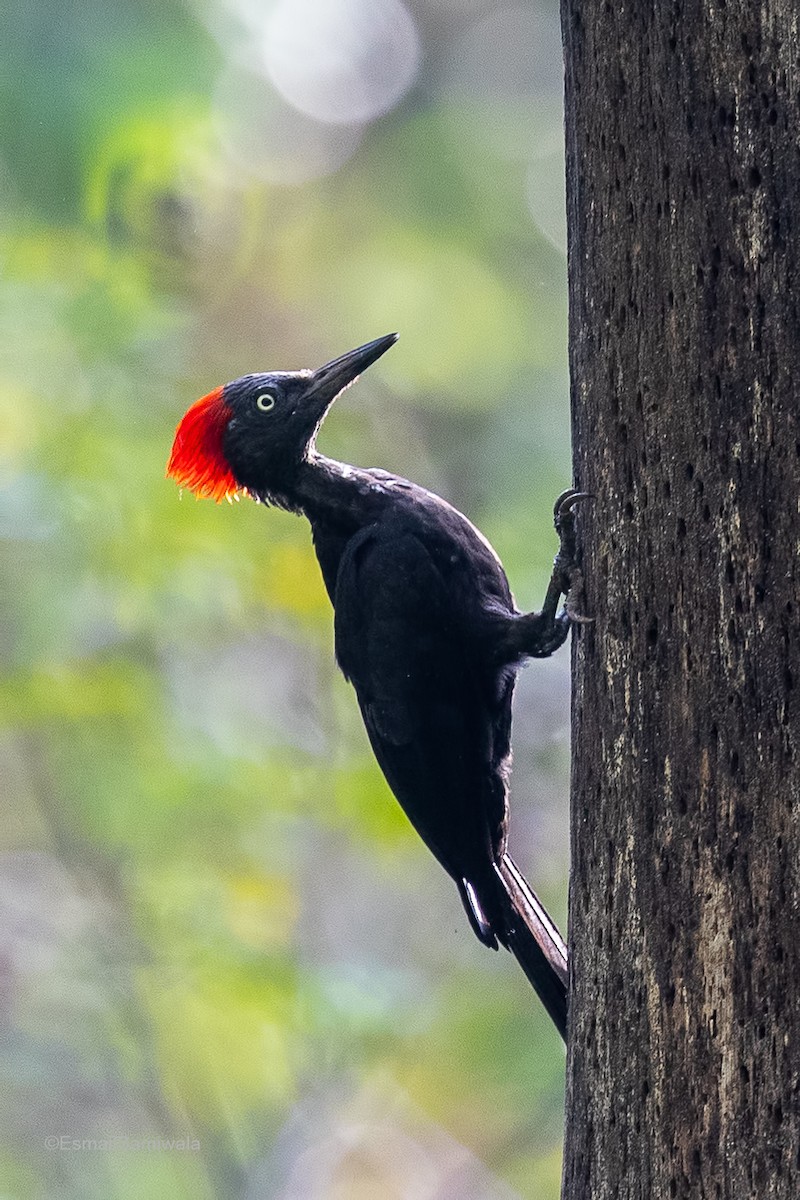 Andaman Woodpecker - ML614482136
