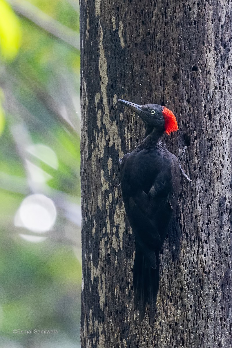 Andaman Woodpecker - ML614482137
