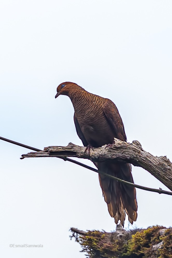 Andaman Cuckoo-Dove - ML614482257