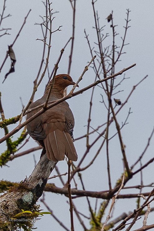 Andaman Cuckoo-Dove - ML614482258