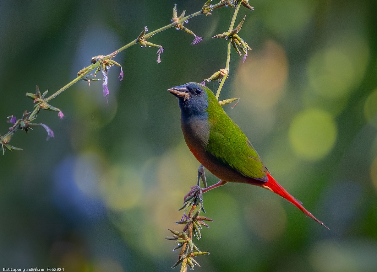 Pin-tailed Parrotfinch - ML614482337