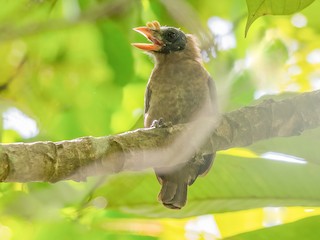  - Bristle-nosed Barbet