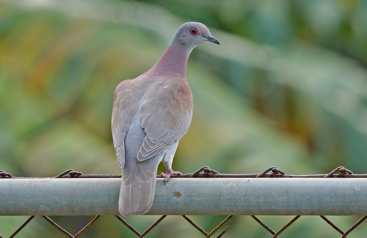 Pale-vented Pigeon - Tim Avery