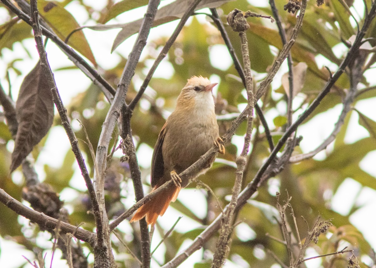 Creamy-crested Spinetail - ML614482560