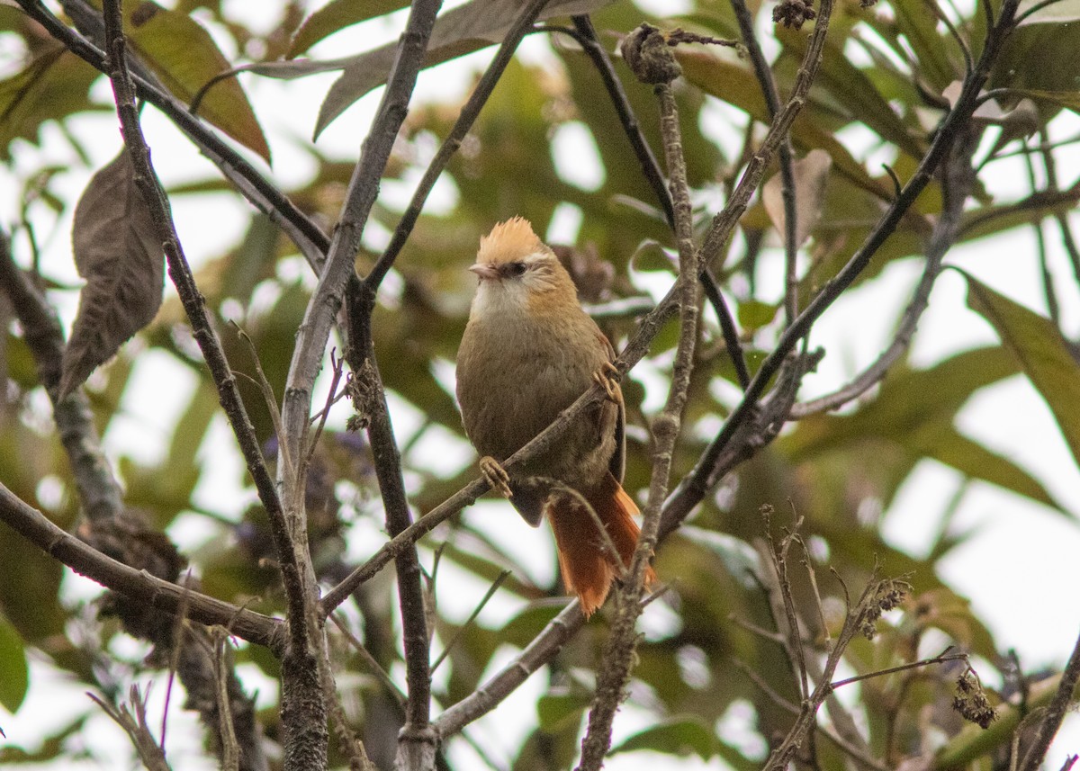 Creamy-crested Spinetail - ML614482561