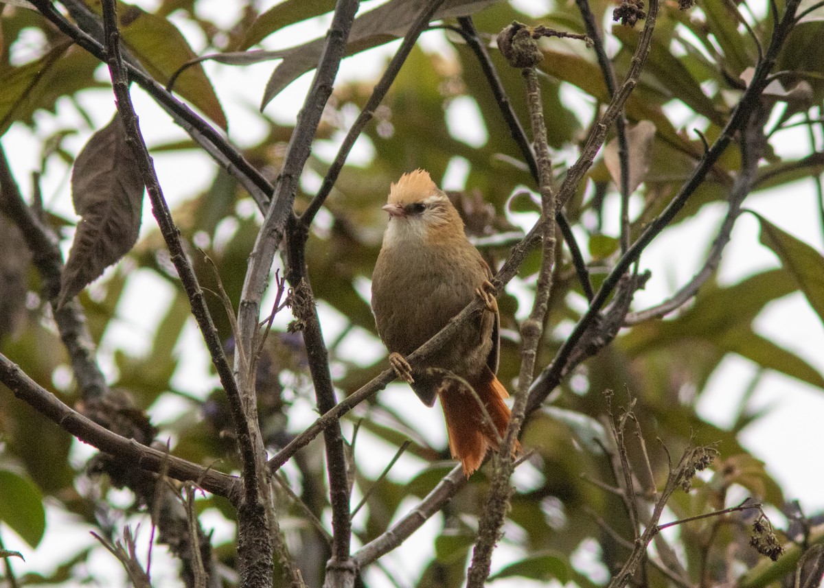 Creamy-crested Spinetail - ML614482562