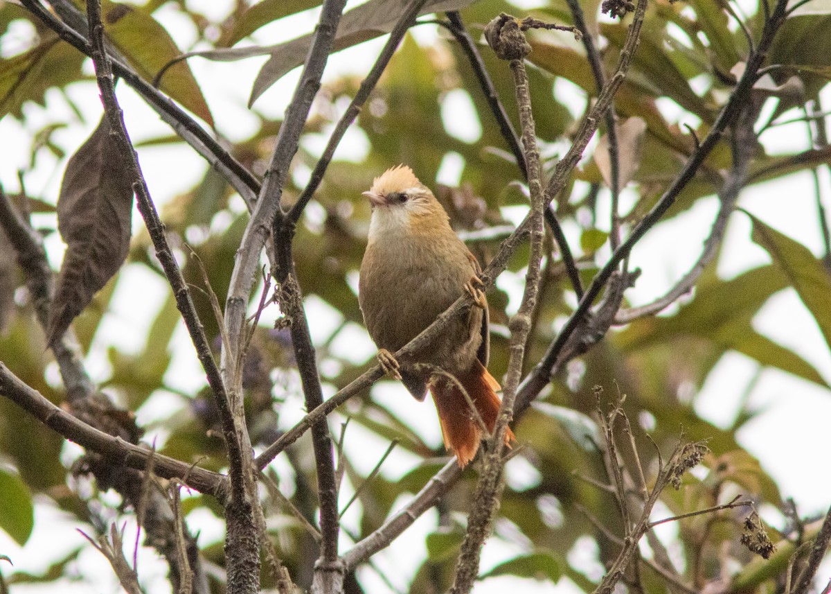 Creamy-crested Spinetail - ML614482563