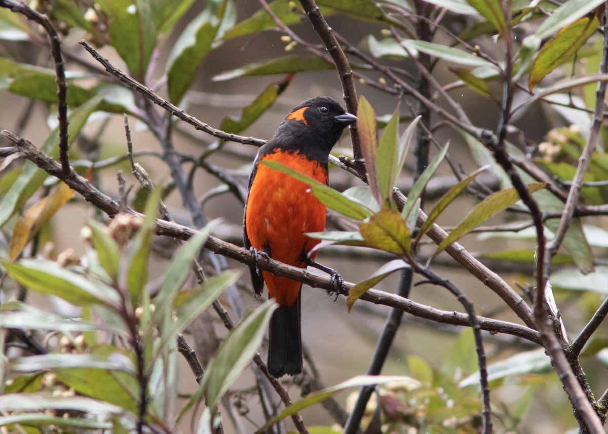 Scarlet-bellied Mountain Tanager - ML614482589