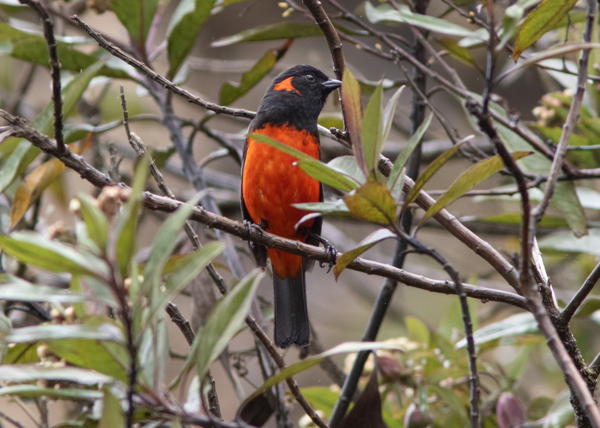 Scarlet-bellied Mountain Tanager - ML614482591