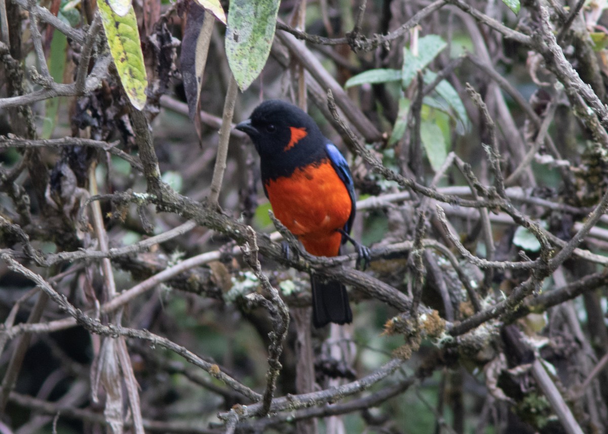 Scarlet-bellied Mountain Tanager - ML614482592