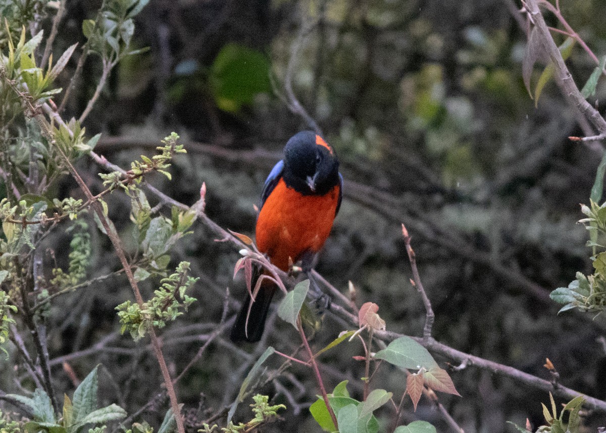 Scarlet-bellied Mountain Tanager - ML614482599