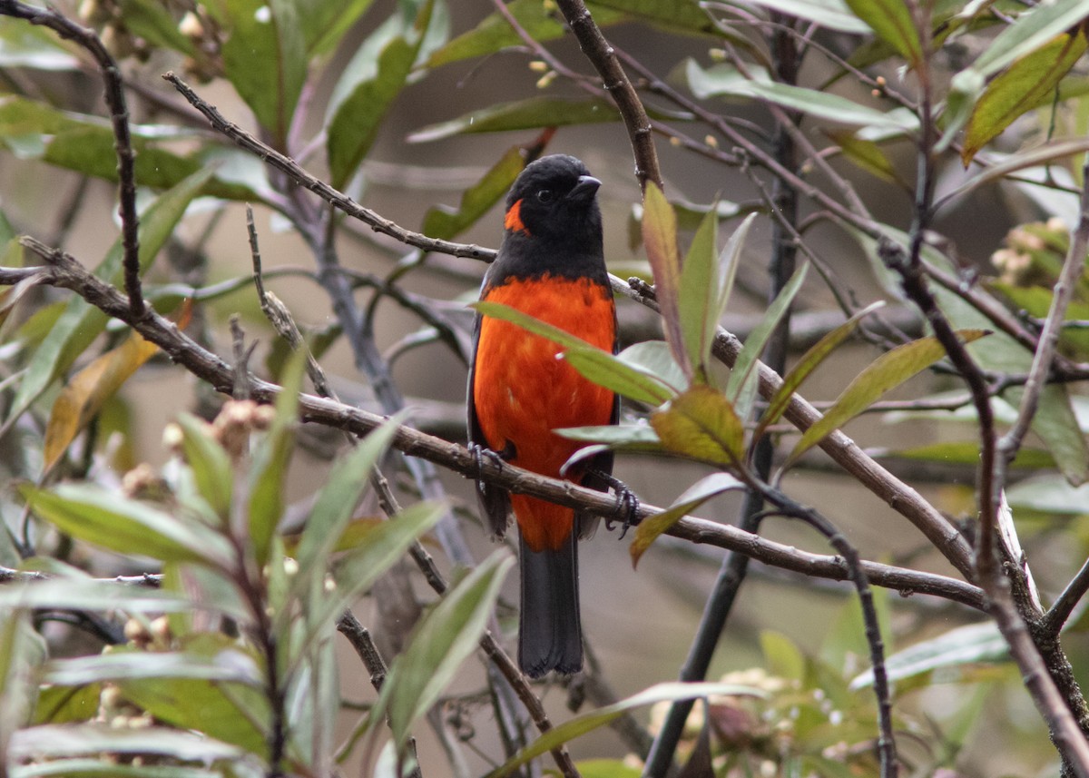 Scarlet-bellied Mountain Tanager - ML614482600