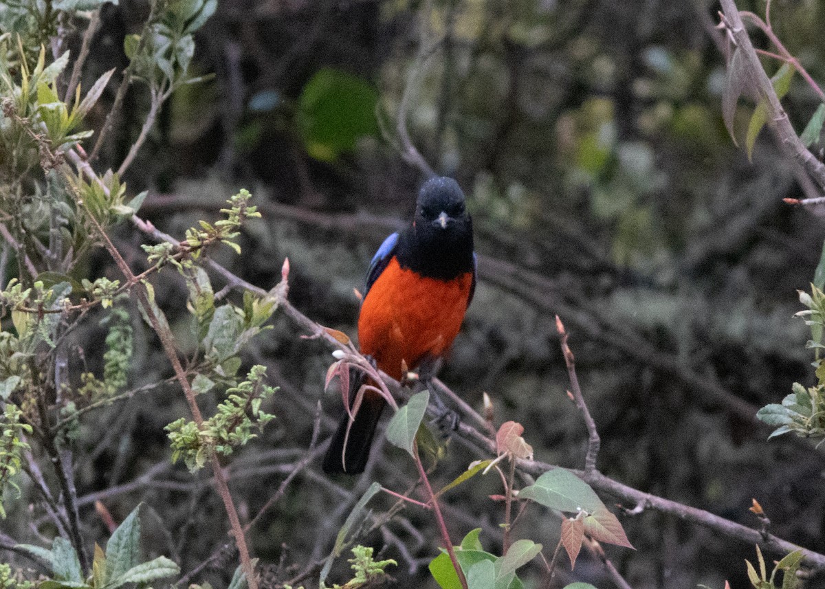 Scarlet-bellied Mountain Tanager - ML614482601