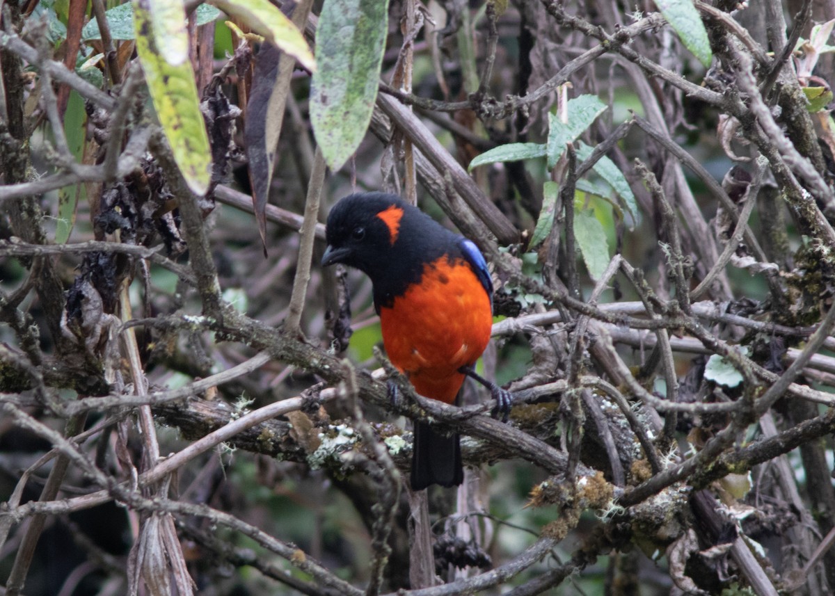 Scarlet-bellied Mountain Tanager - ML614482603