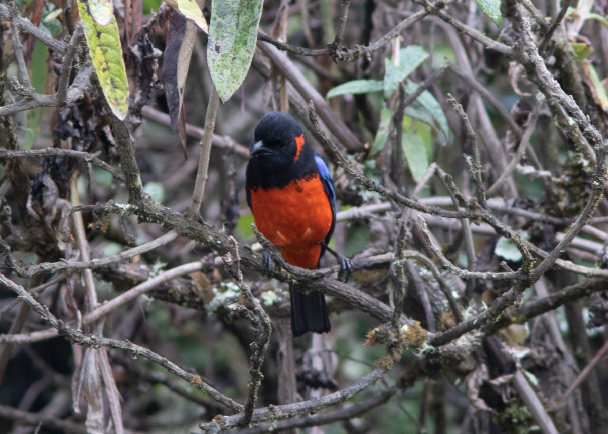 Scarlet-bellied Mountain Tanager - ML614482604