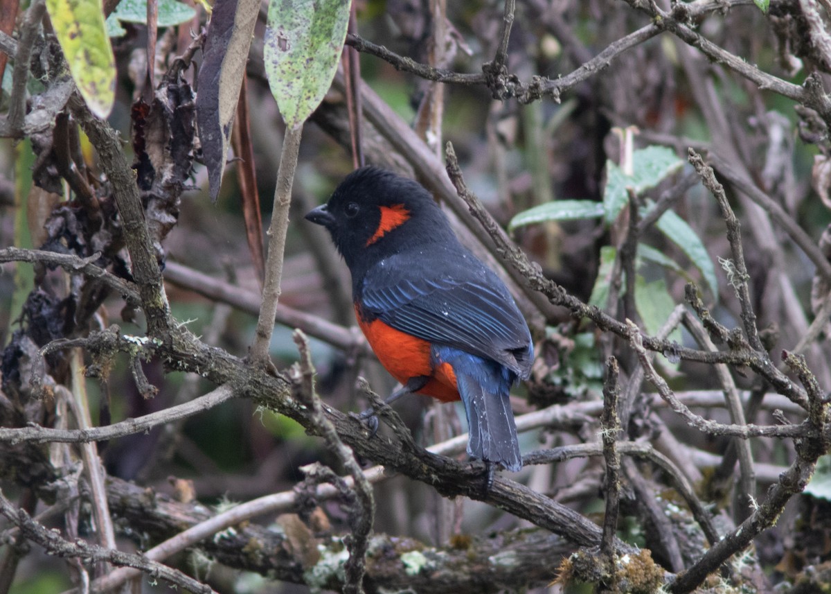 Scarlet-bellied Mountain Tanager - ML614482605