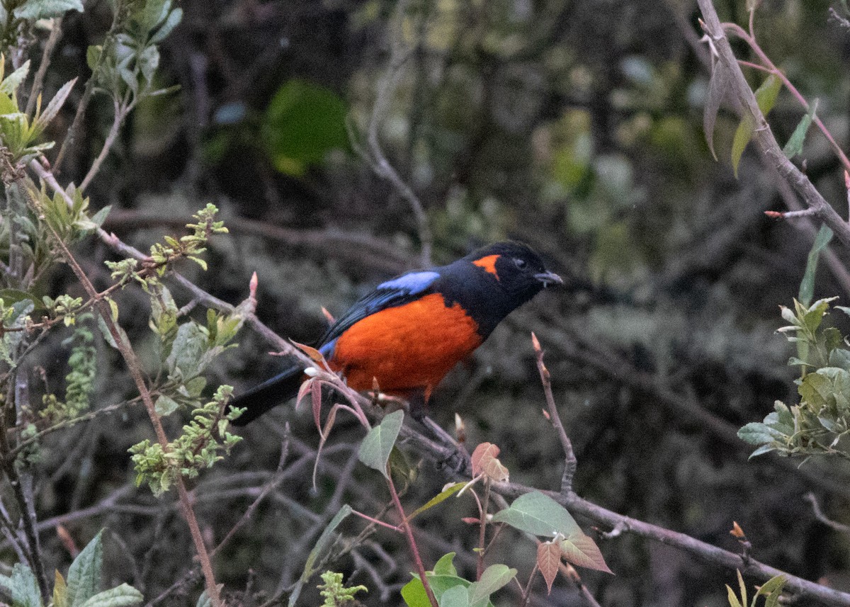 Scarlet-bellied Mountain Tanager - ML614482606