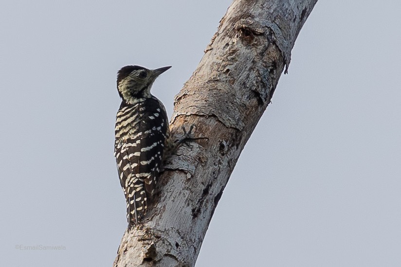 Freckle-breasted Woodpecker - ML614482672