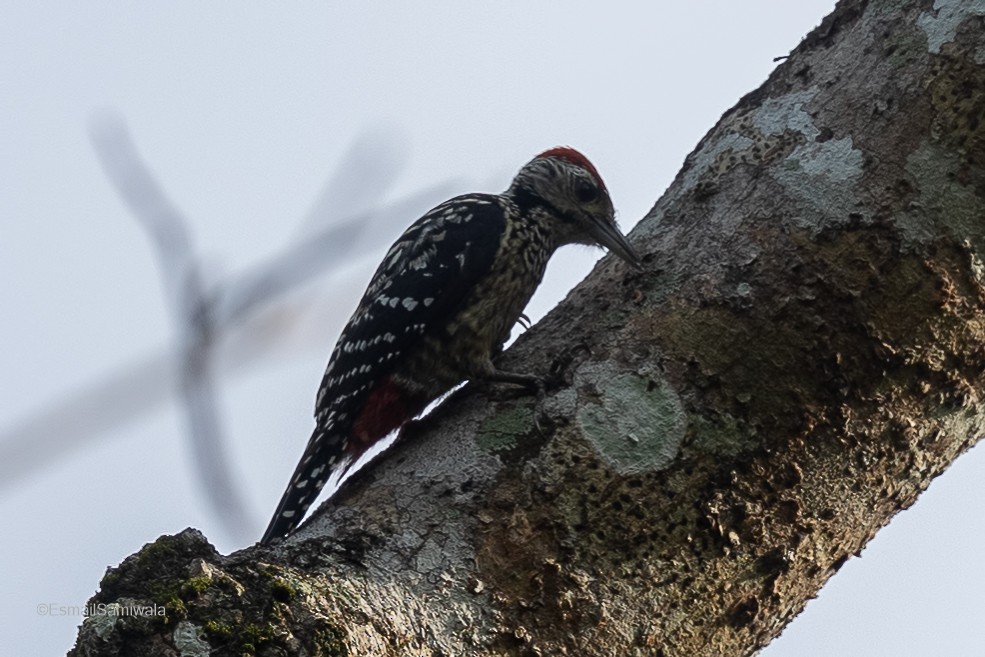 Freckle-breasted Woodpecker - Esmail Samiwala