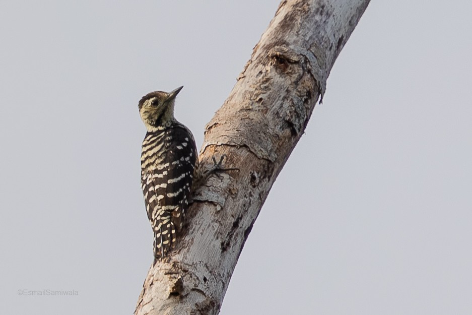 Freckle-breasted Woodpecker - Esmail Samiwala