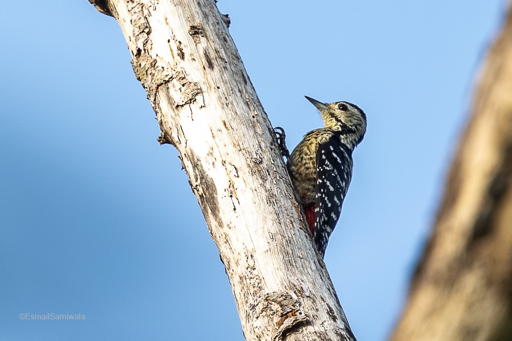 Freckle-breasted Woodpecker - ML614482675