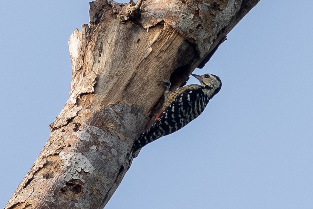 Freckle-breasted Woodpecker - ML614482676