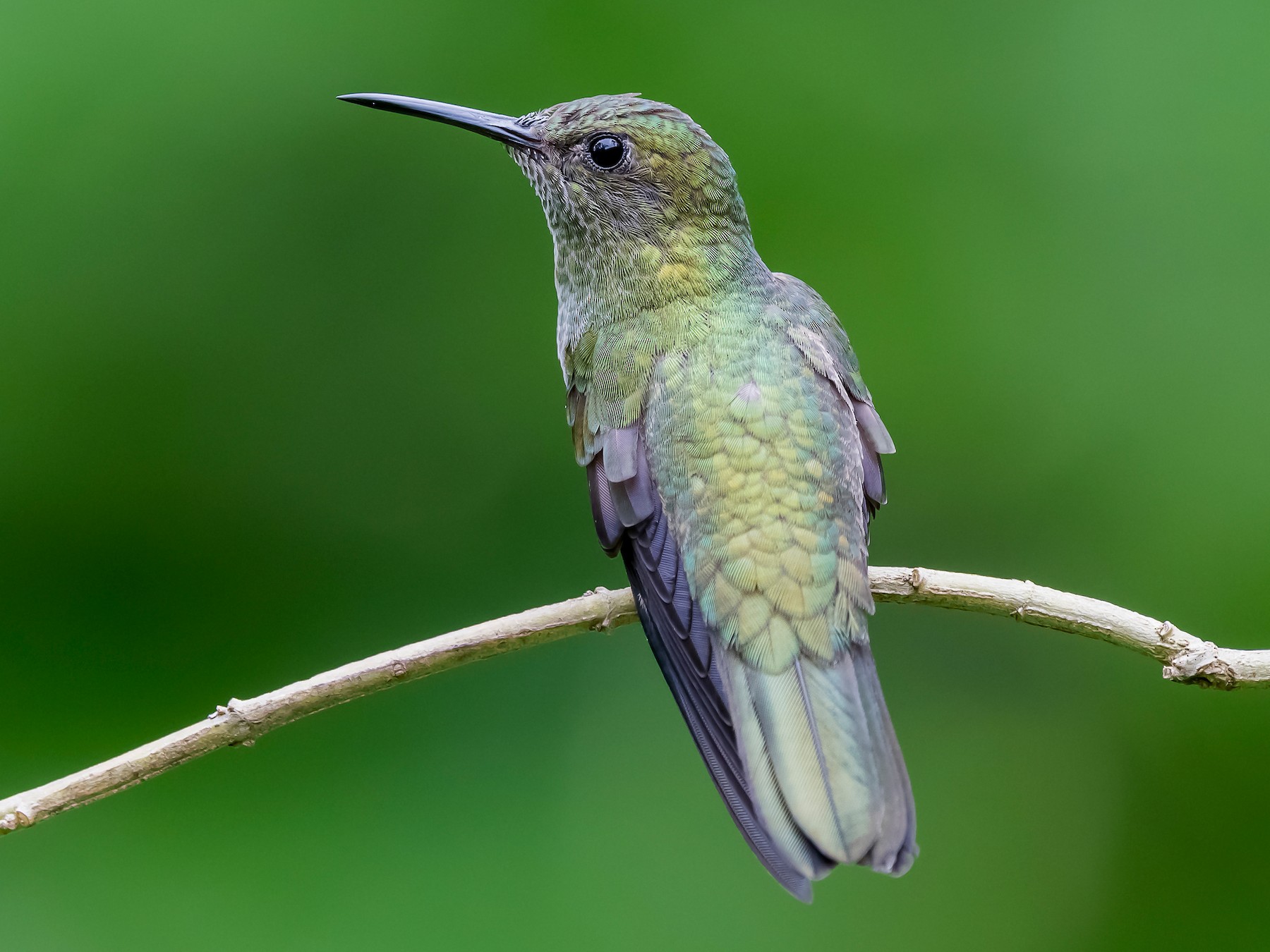 Scaly-breasted Hummingbird - fernando Burgalin Sequeria