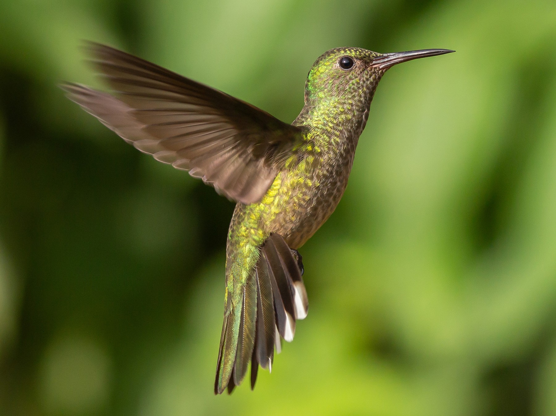 Scaly-breasted Hummingbird - Carolien Hoek